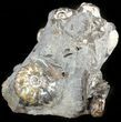Hoploscaphites Ammonite & Clam Cluster- South Dakota #46882-1